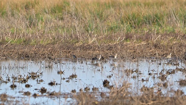 Pectoral Sandpiper - ML632635772