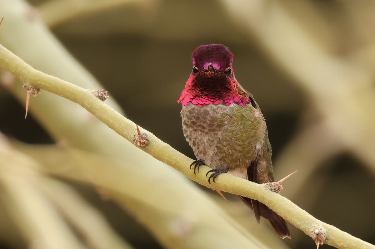 Anna's Hummingbird - ML632635799