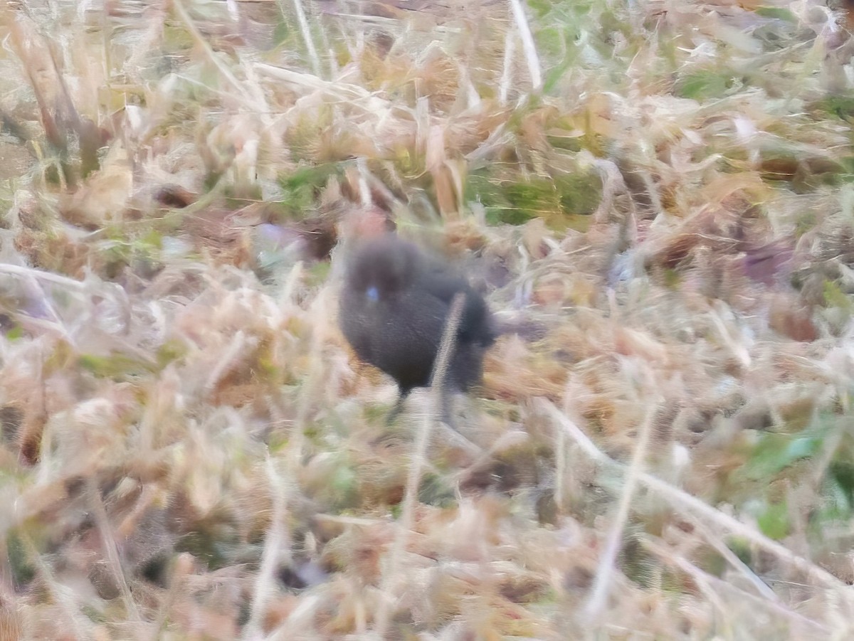 コウウチョウ - ML632635826