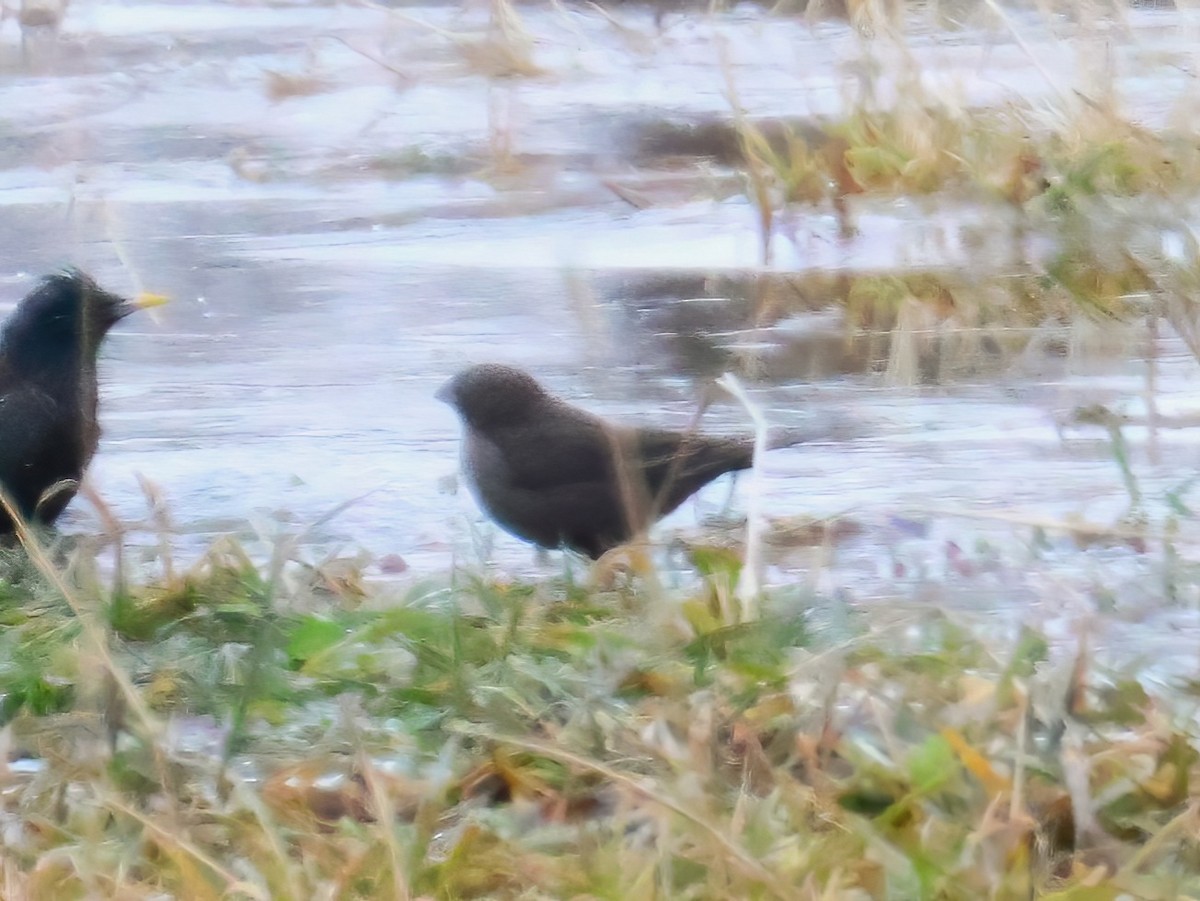 コウウチョウ - ML632635827