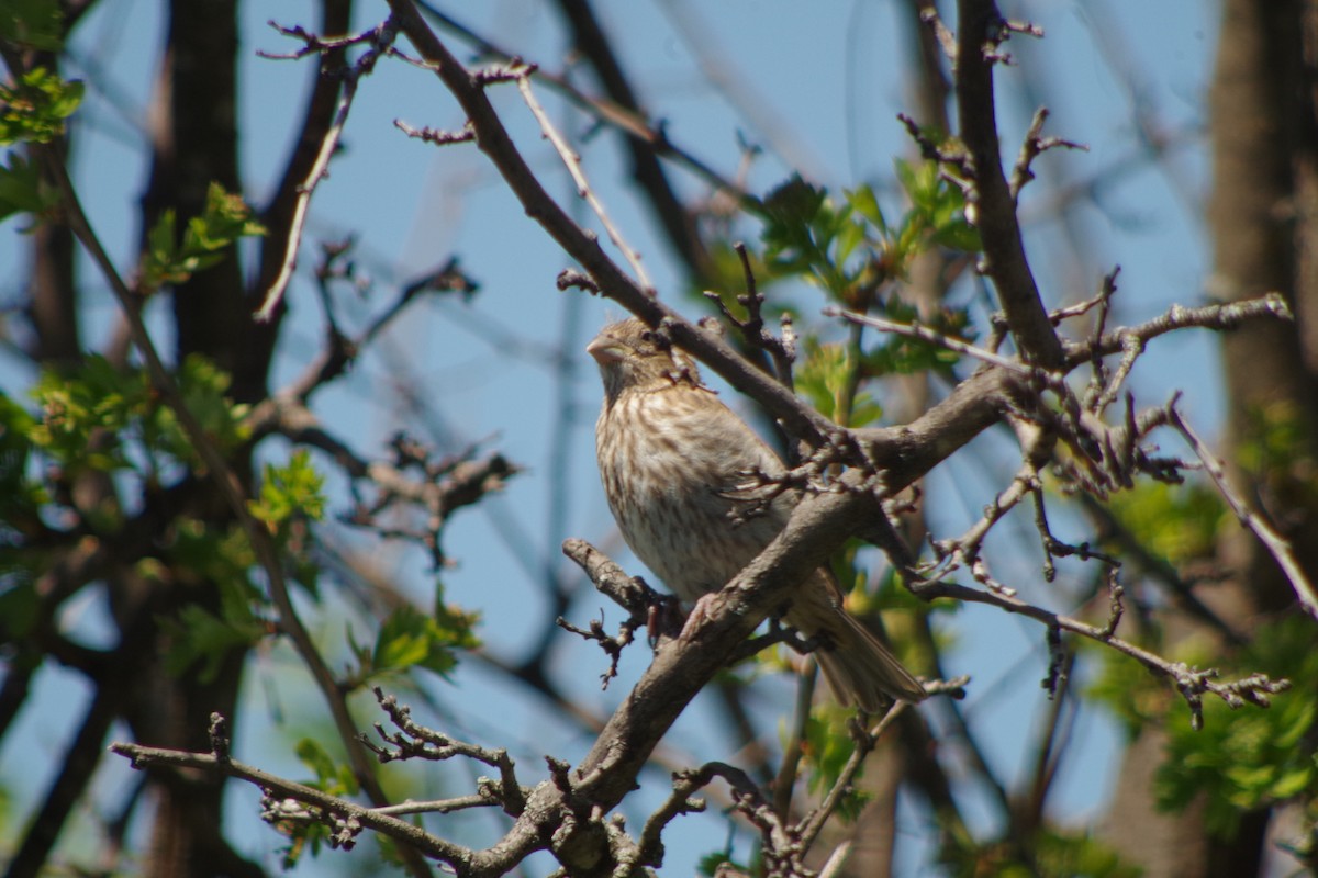 House Finch - ML632635838