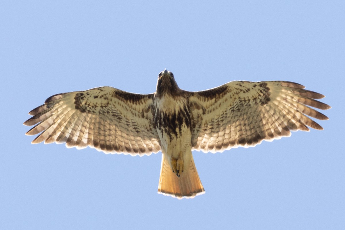 Red-tailed Hawk (jamaicensis) - ML632635840