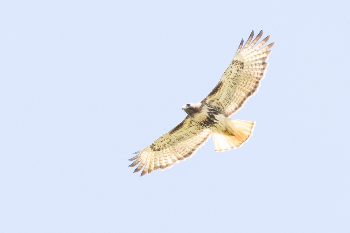 Red-tailed Hawk (jamaicensis) - ML632635841