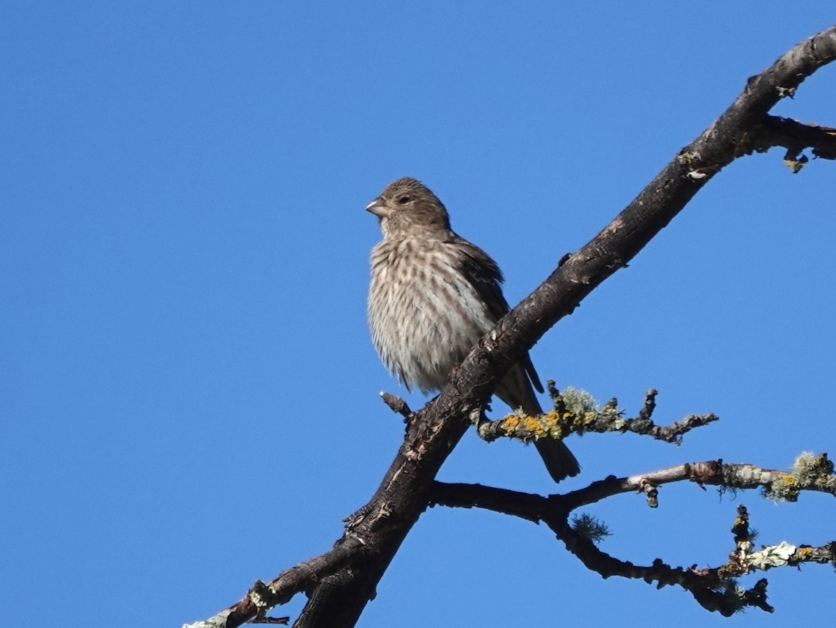 House Finch - ML632636031