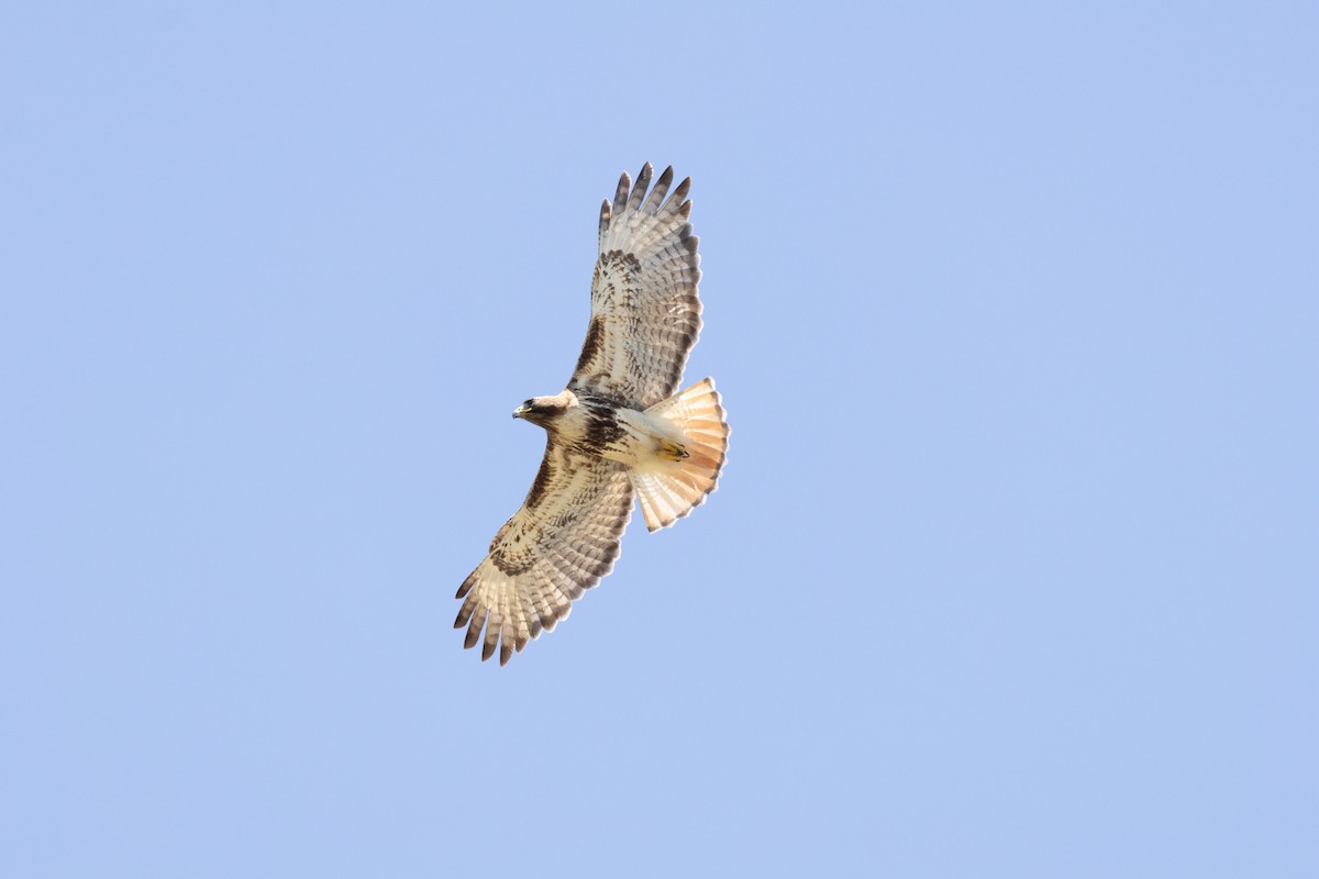 Red-tailed Hawk (jamaicensis) - ML632636032