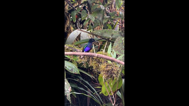 Velvet-purple Coronet - ML632636034