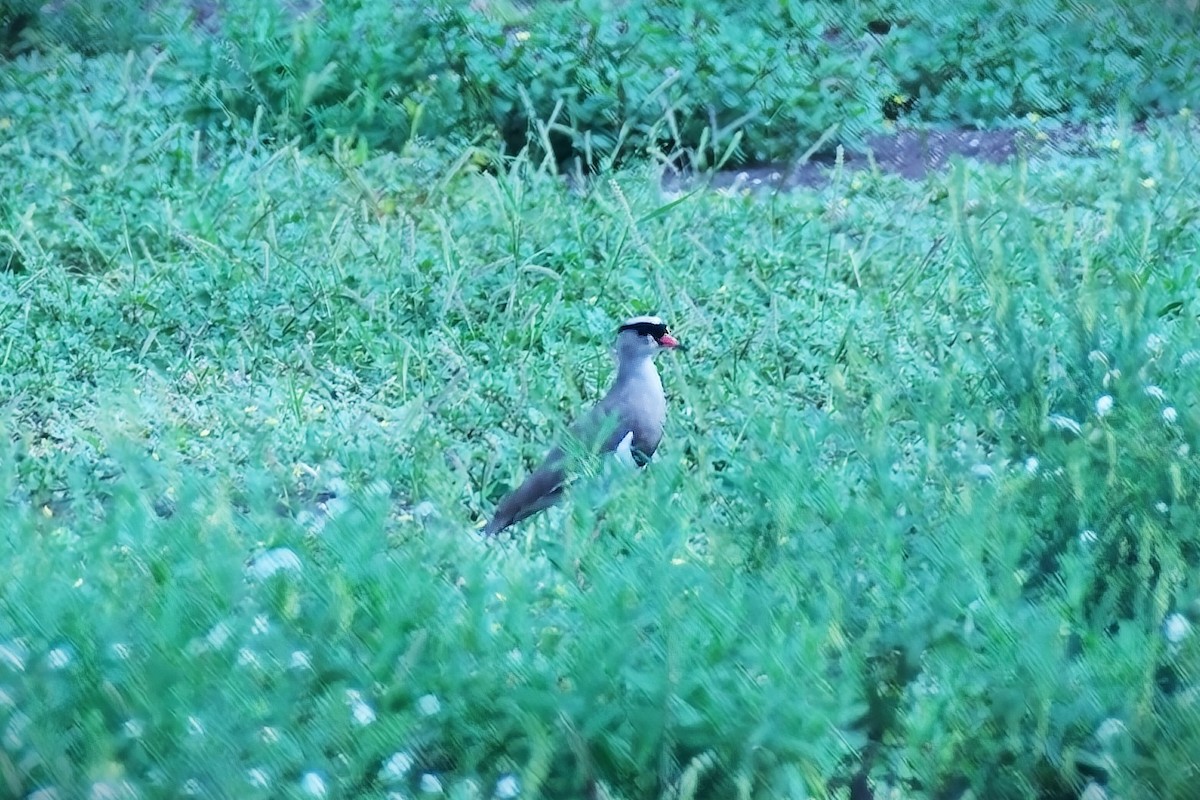 Crowned Lapwing - ML632636060