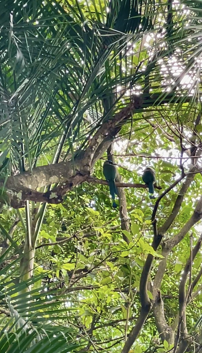 Lesson's Motmot - ML632636067