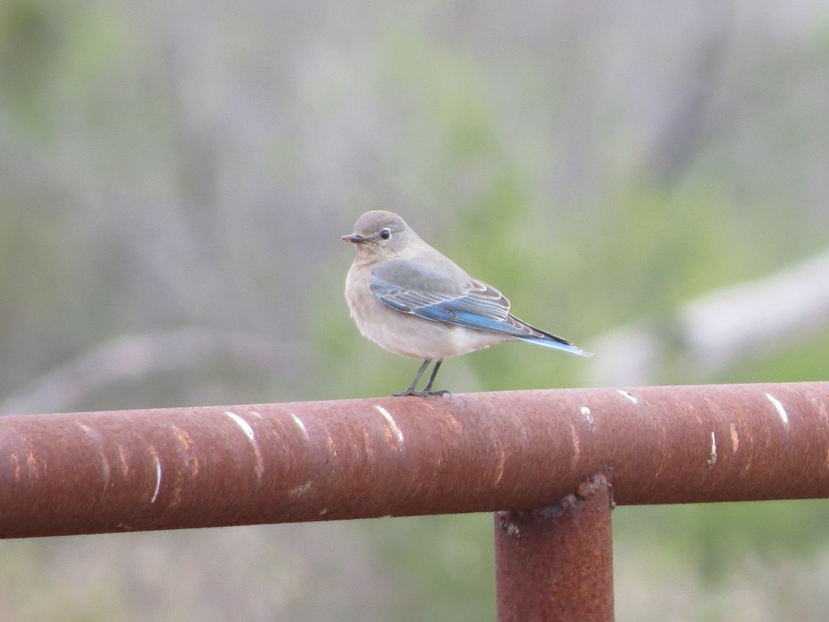 Mountain Bluebird - ML632636083