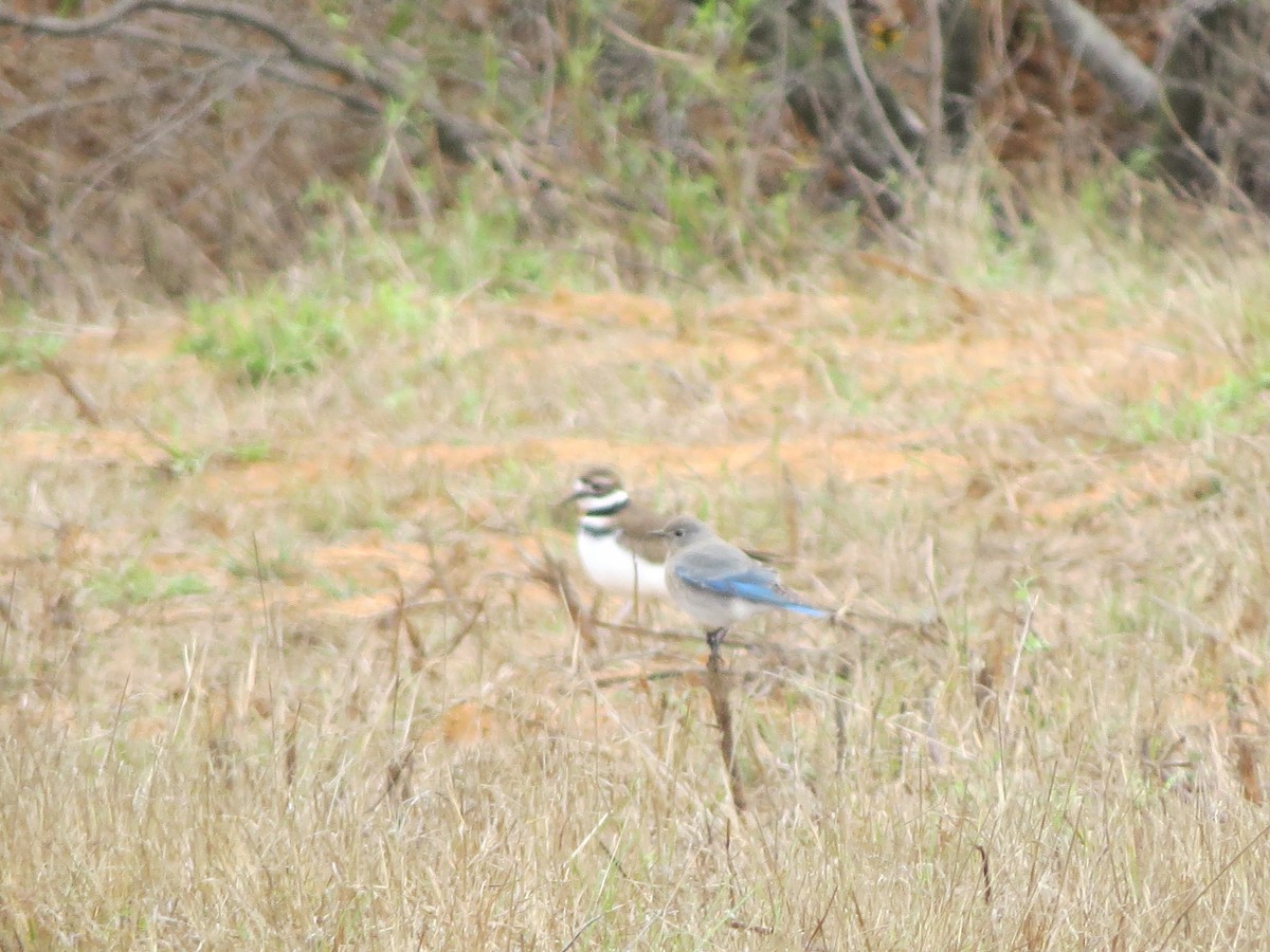 Mountain Bluebird - ML632636085