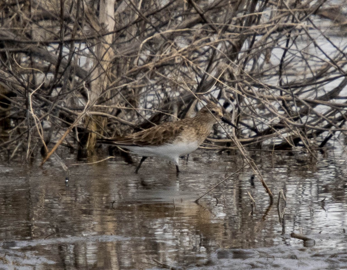 Baird's Sandpiper - ML632636112