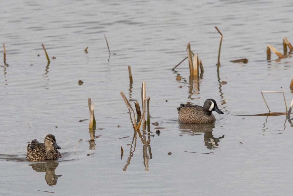 Blue-winged Teal - ML632636162