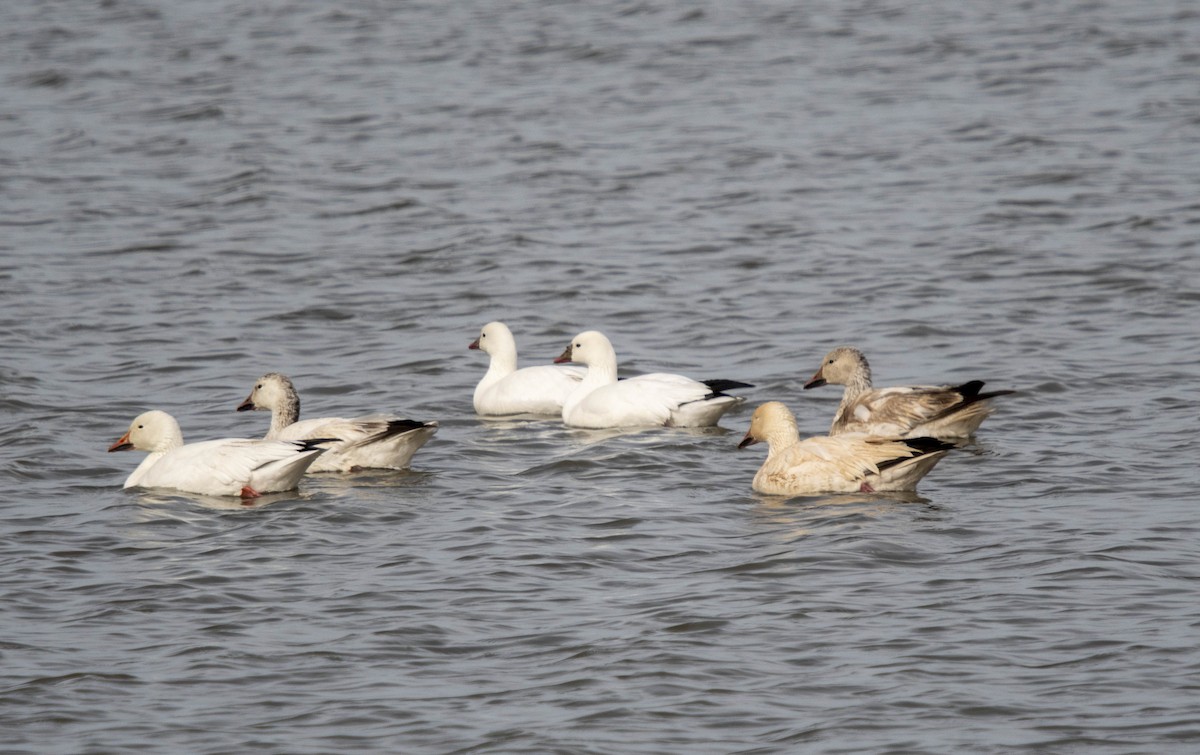 Snow Goose - ML632636165