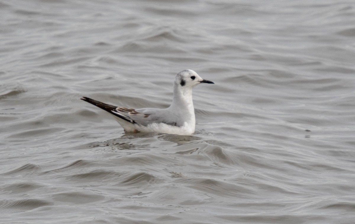 Bonaparte's Gull - ML632636178