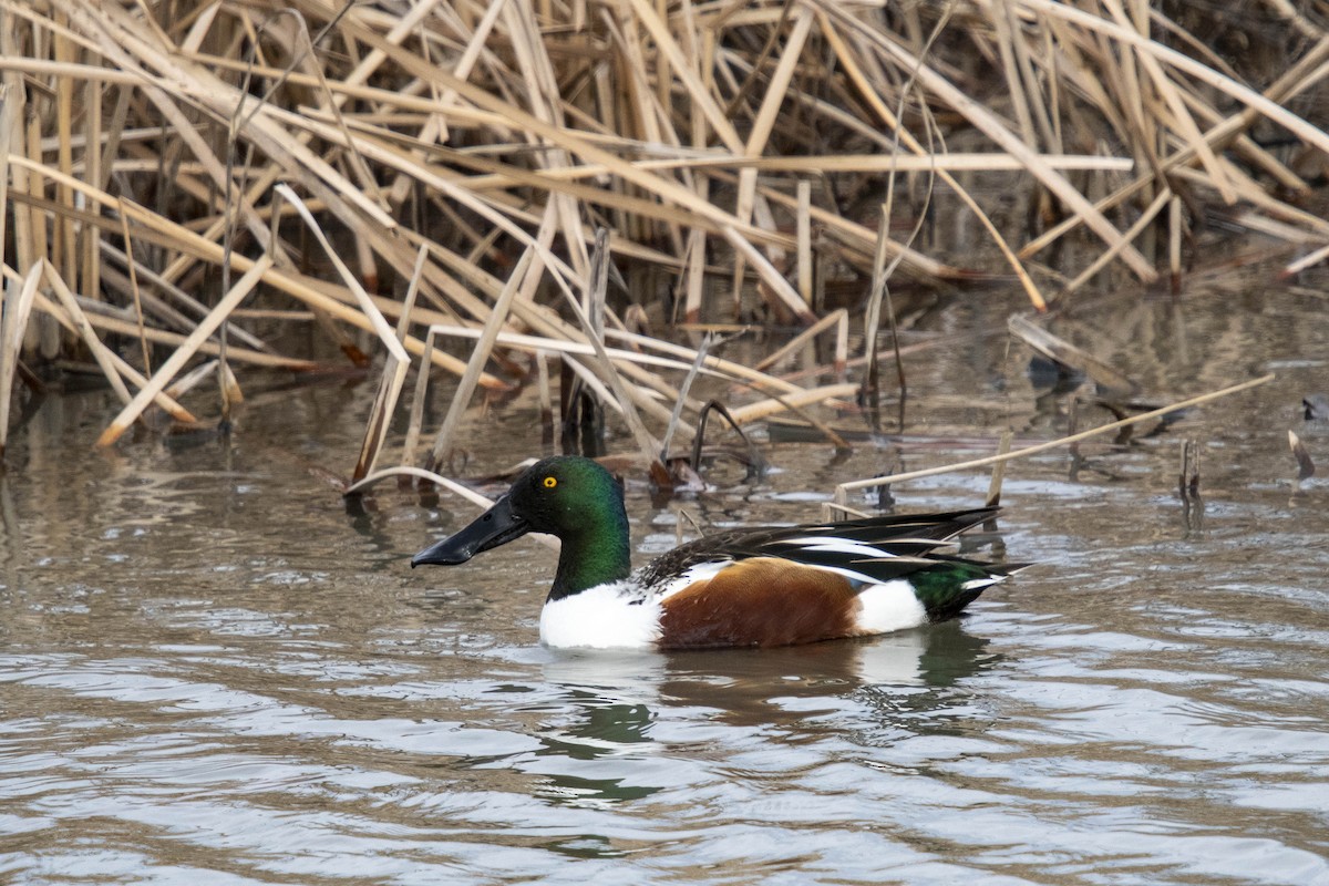 Northern Shoveler - ML632636190