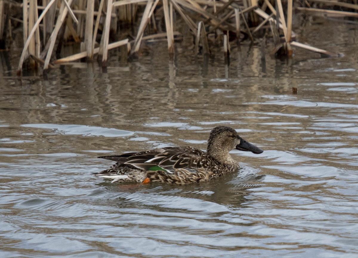Northern Shoveler - ML632636203