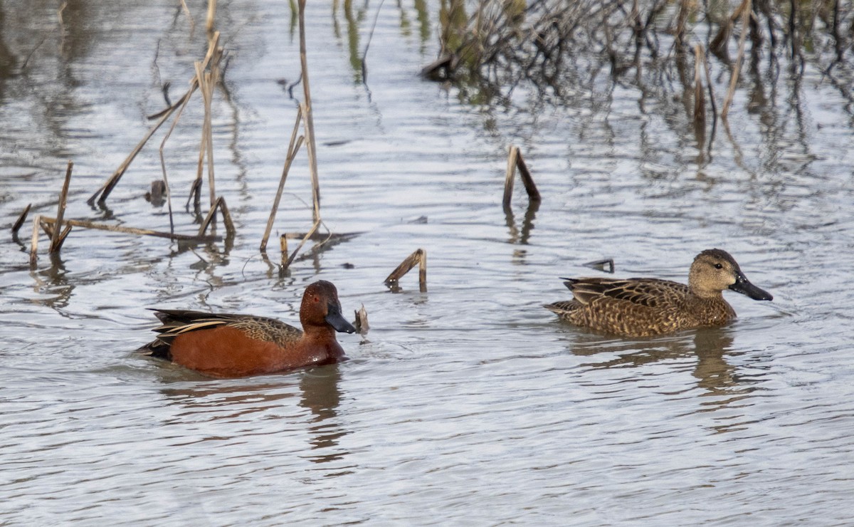 Cinnamon Teal - ML632636206
