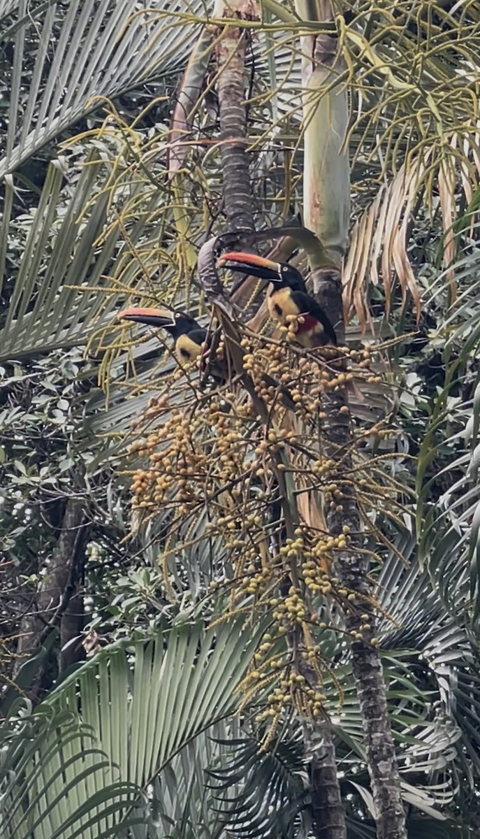 Fiery-billed Aracari - ML632636219