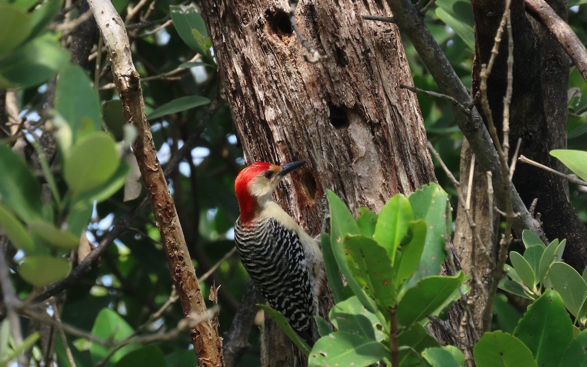 Red-bellied Woodpecker - ML632636228