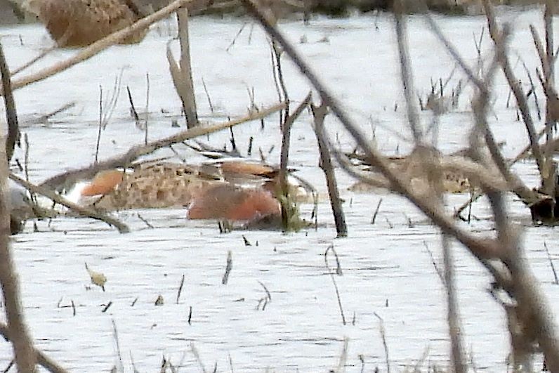 Cinnamon Teal - ML632636257