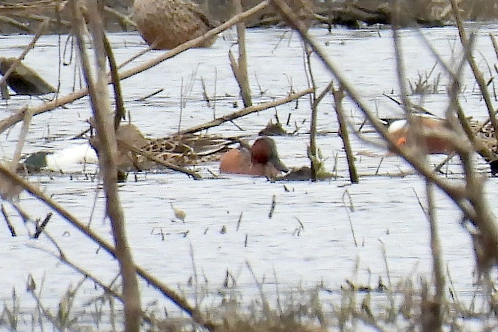 Cinnamon Teal - ML632636259