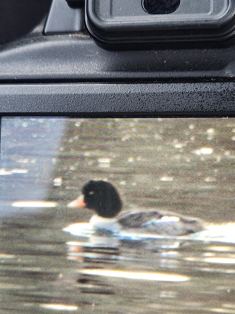 Barrow's Goldeneye - ML632636268