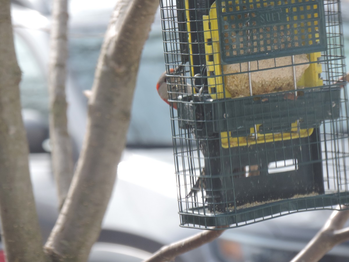 Red-bellied Woodpecker - ML632636386