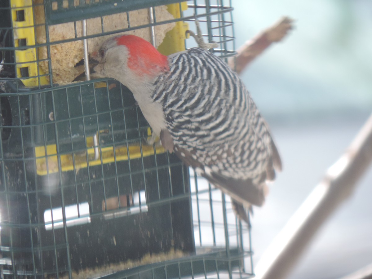 Red-bellied Woodpecker - ML632636387