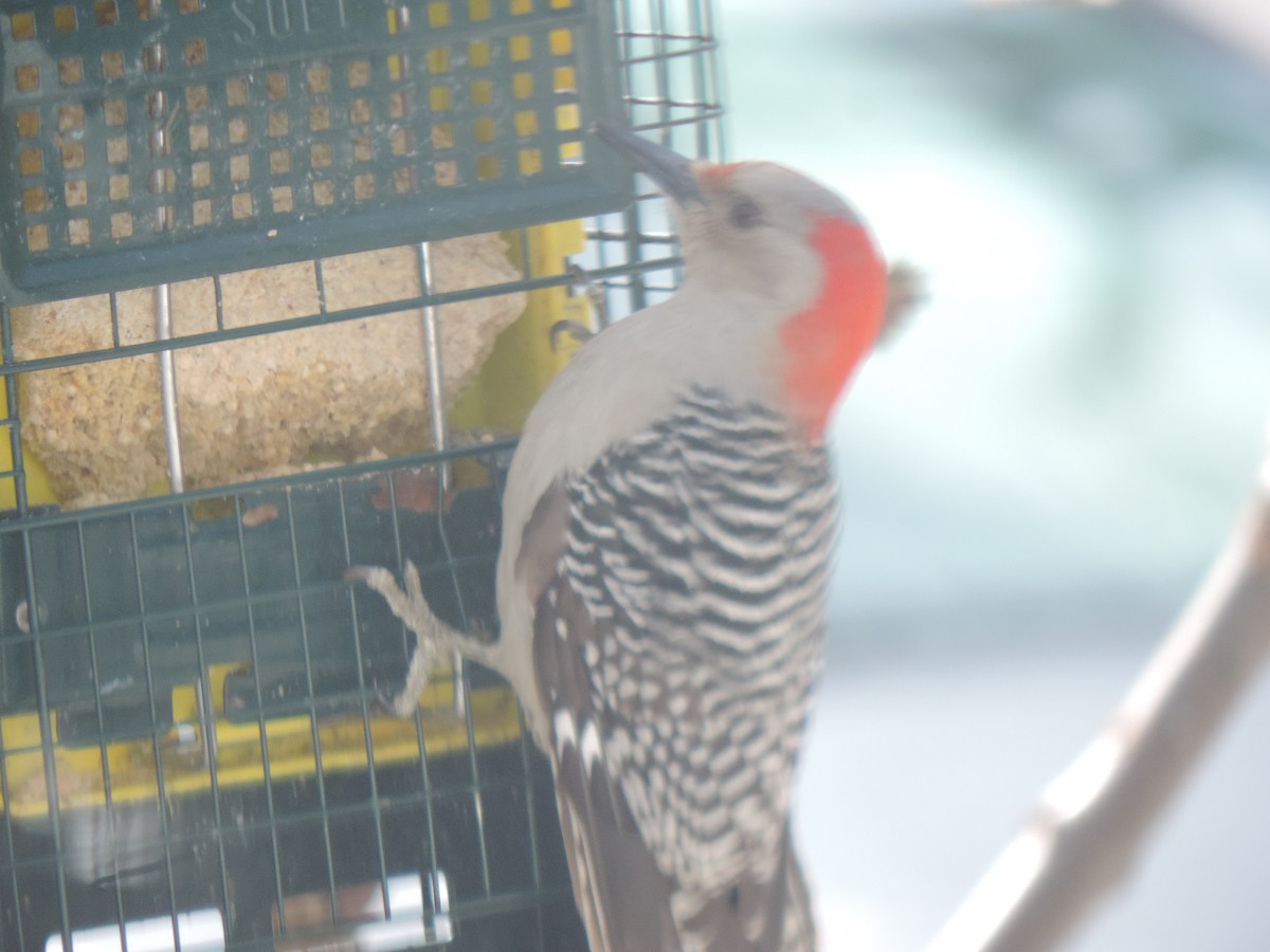 Red-bellied Woodpecker - ML632636388