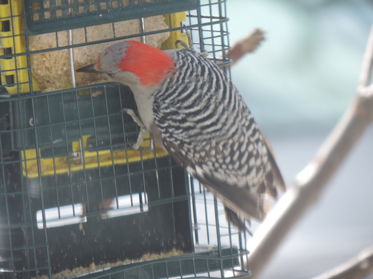Red-bellied Woodpecker - ML632636389