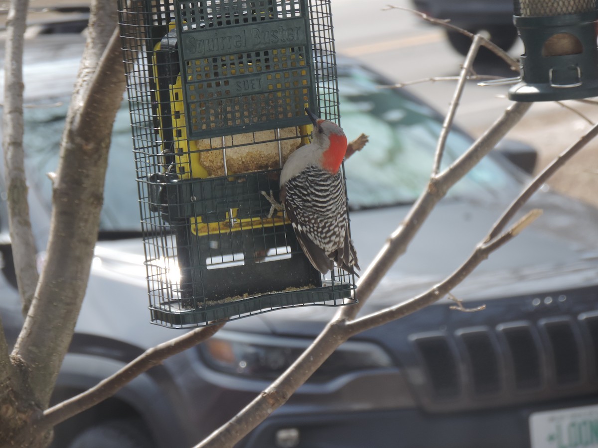 Red-bellied Woodpecker - ML632636390