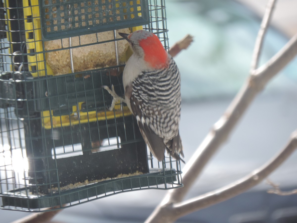 Red-bellied Woodpecker - ML632636391