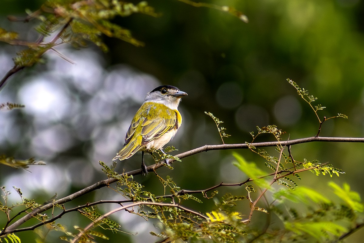 Green-backed Becard - ML632636463