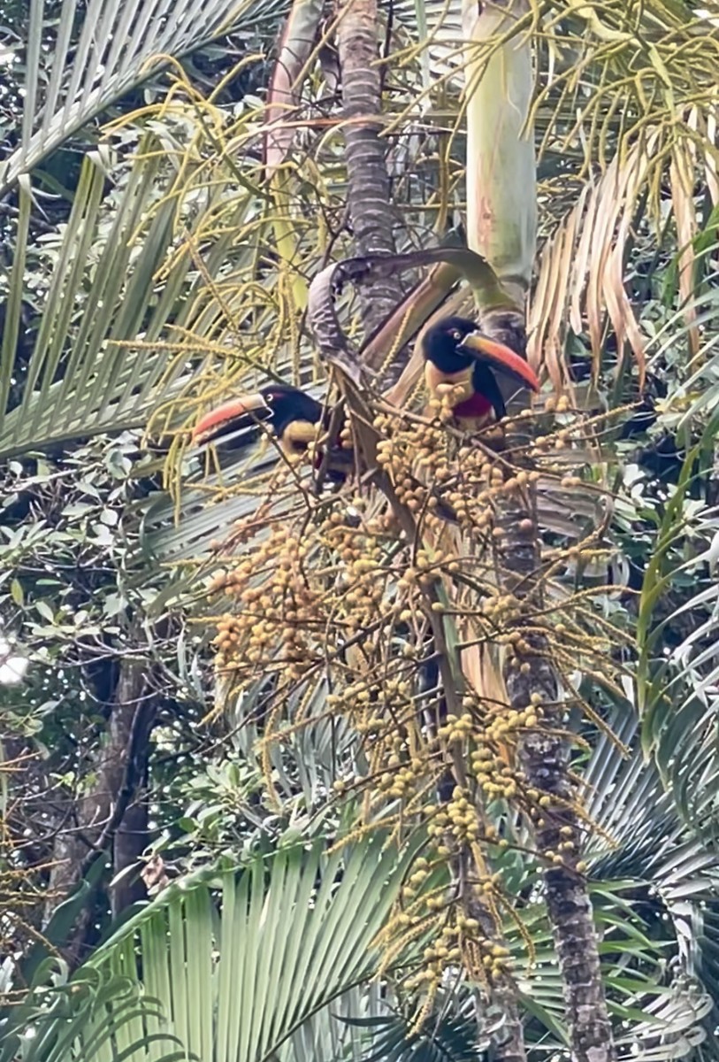 Fiery-billed Aracari - ML632636587