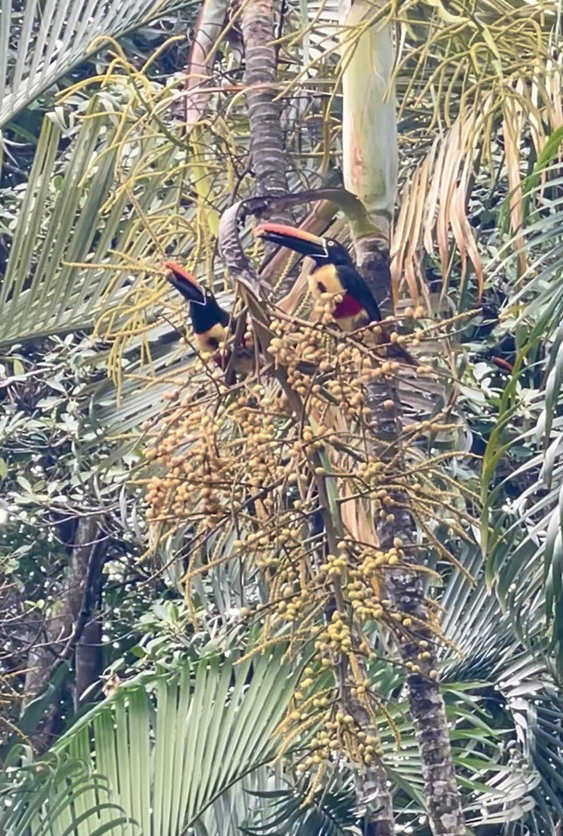 Fiery-billed Aracari - ML632636589
