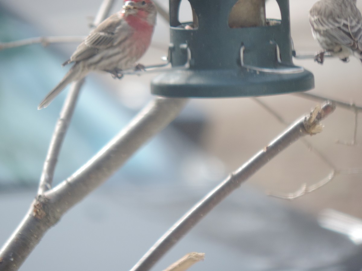 House Finch - ML632636668
