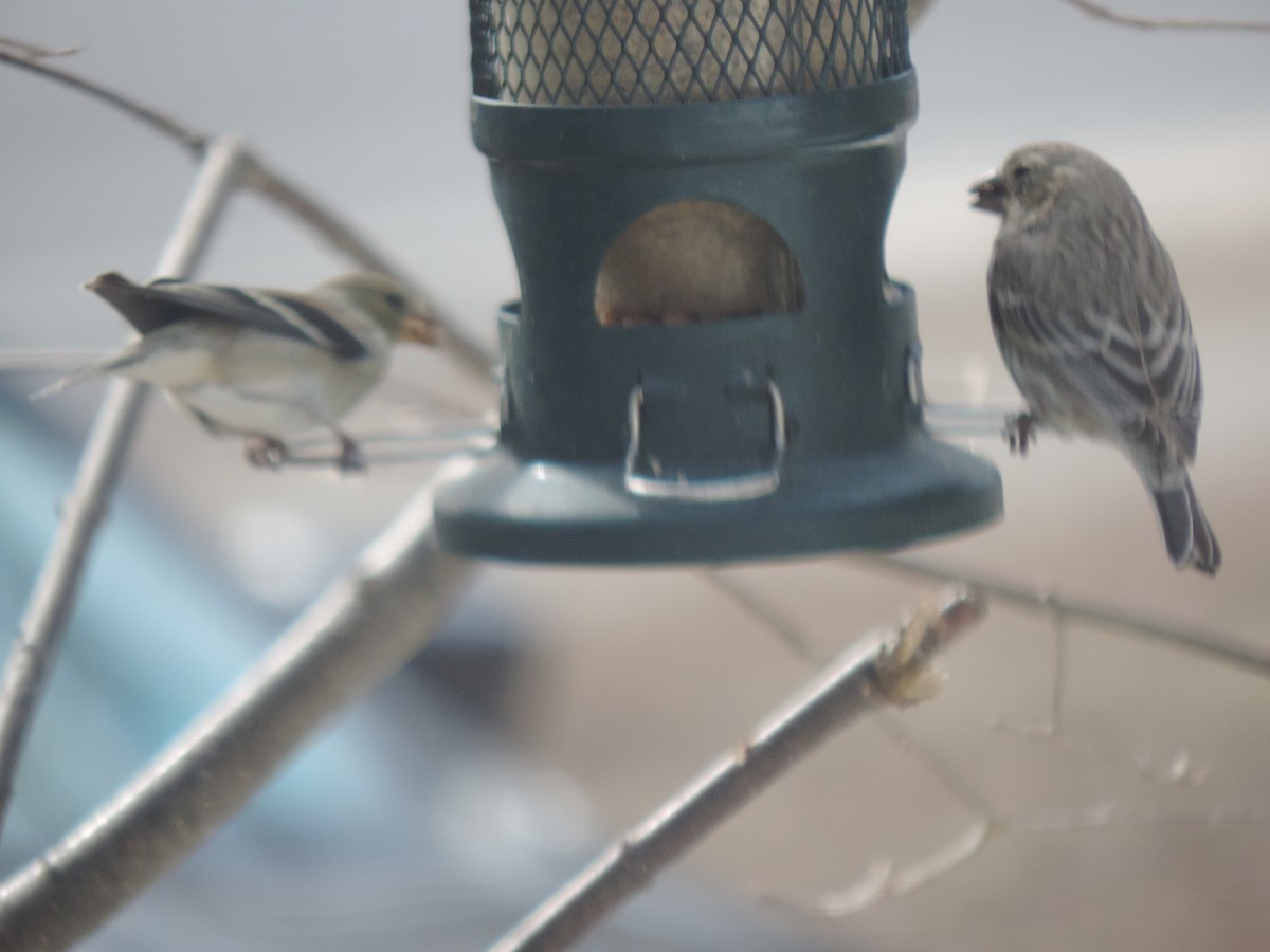 House Finch - ML632636669