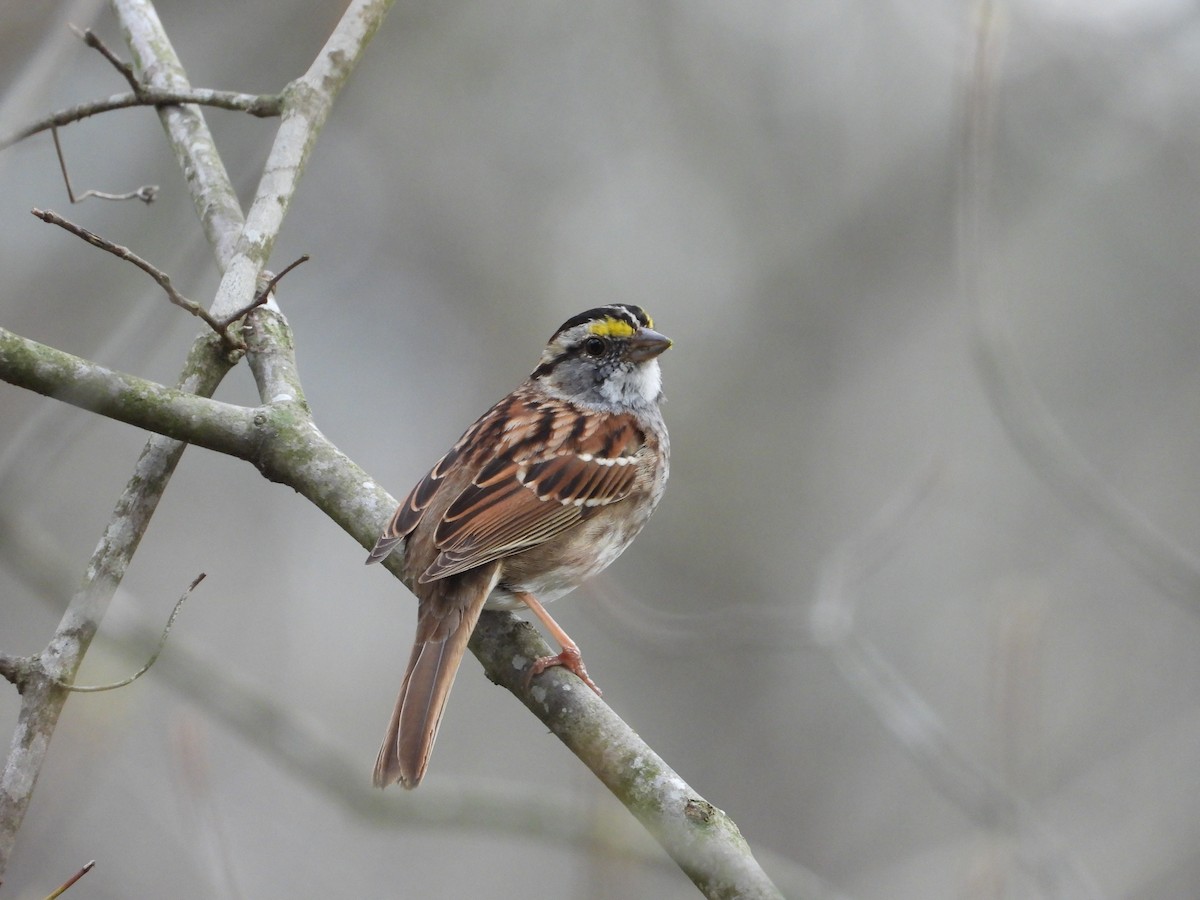 White-throated Sparrow - ML632636737