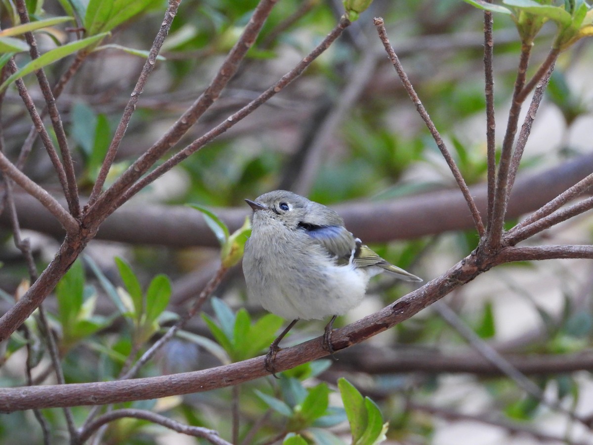 Ruby-crowned Kinglet - ML632636799