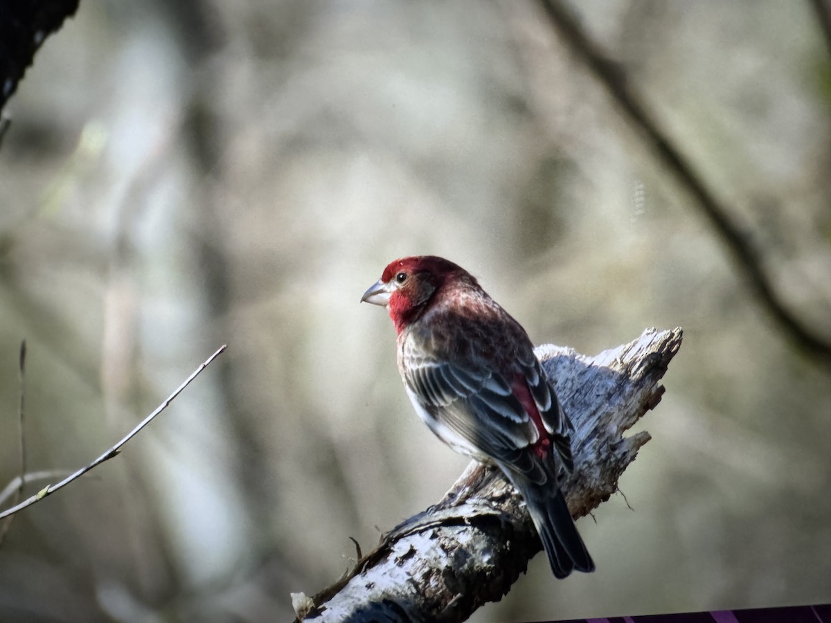 House Finch - ML632636805