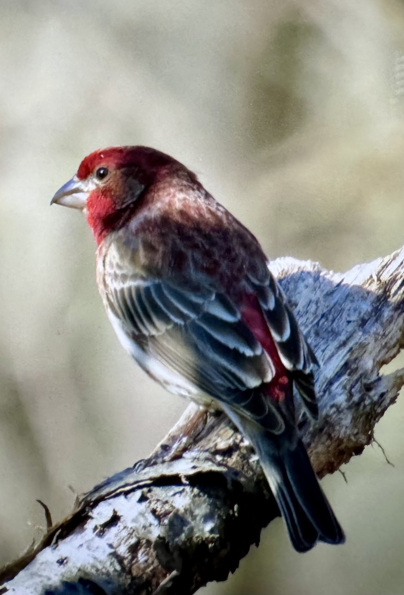House Finch - ML632636806