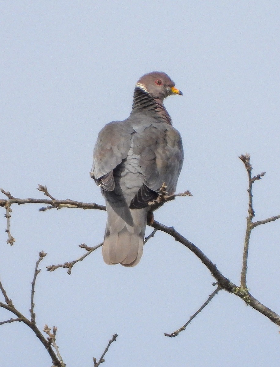 Band-tailed Pigeon - ML632636849