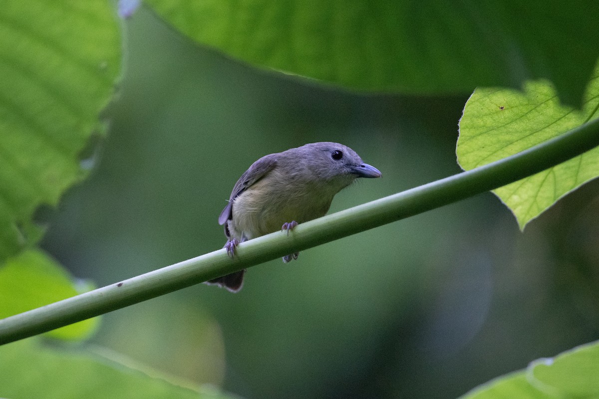 Blue Mountain Vireo - ML632636951