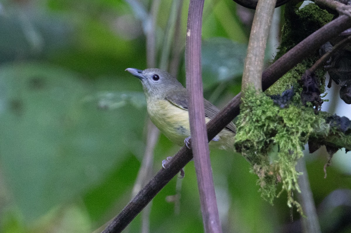 Blue Mountain Vireo - ML632636954