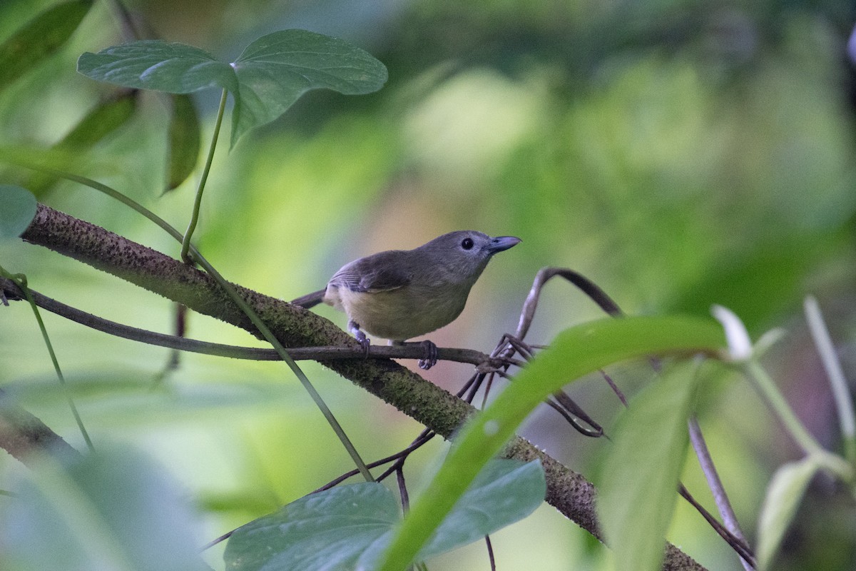 Blue Mountain Vireo - ML632636957