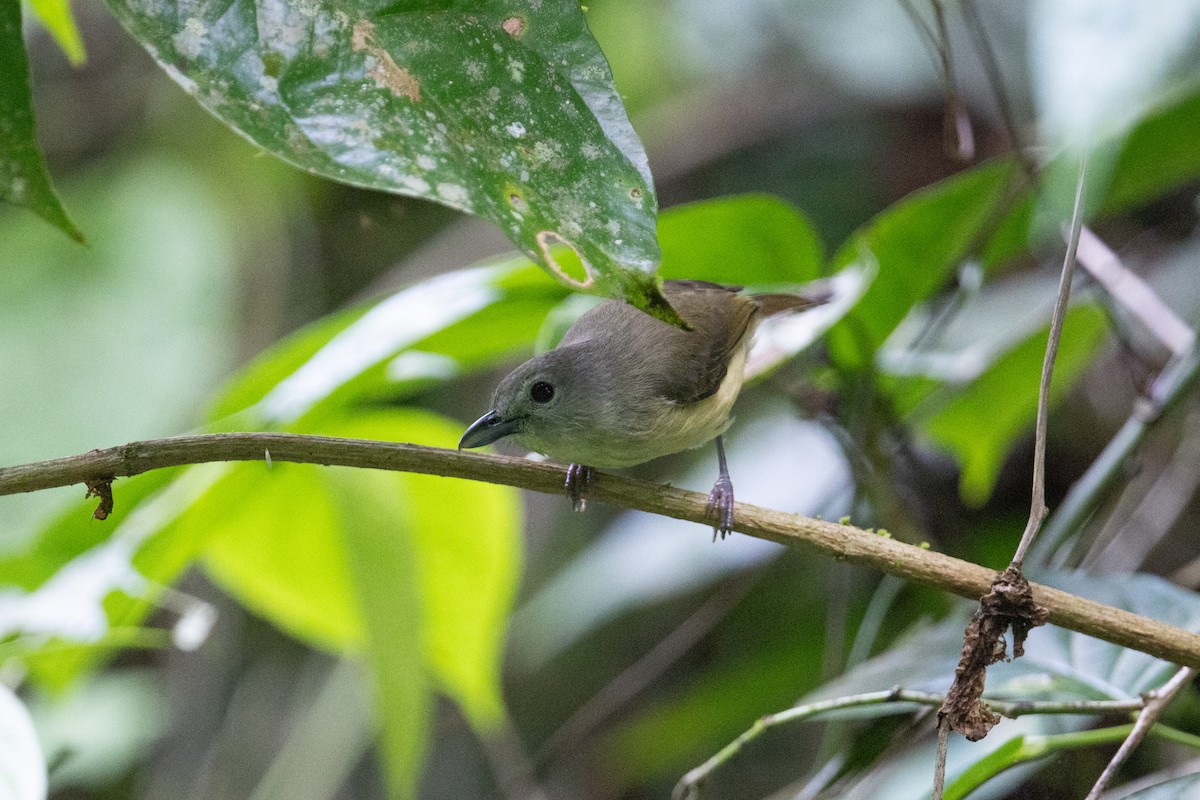 Blue Mountain Vireo - ML632636965