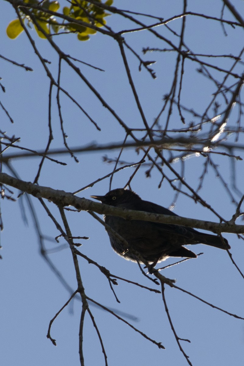 Rusty Blackbird - ML632637021