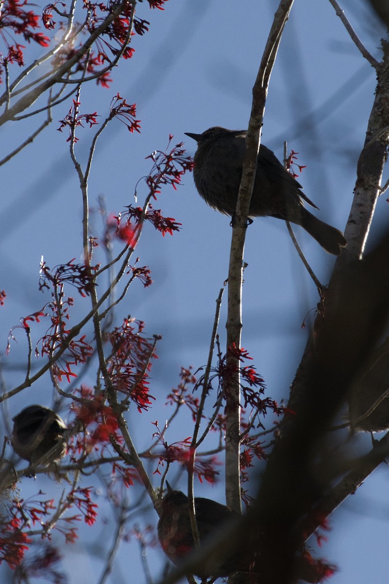Rusty Blackbird - ML632637022