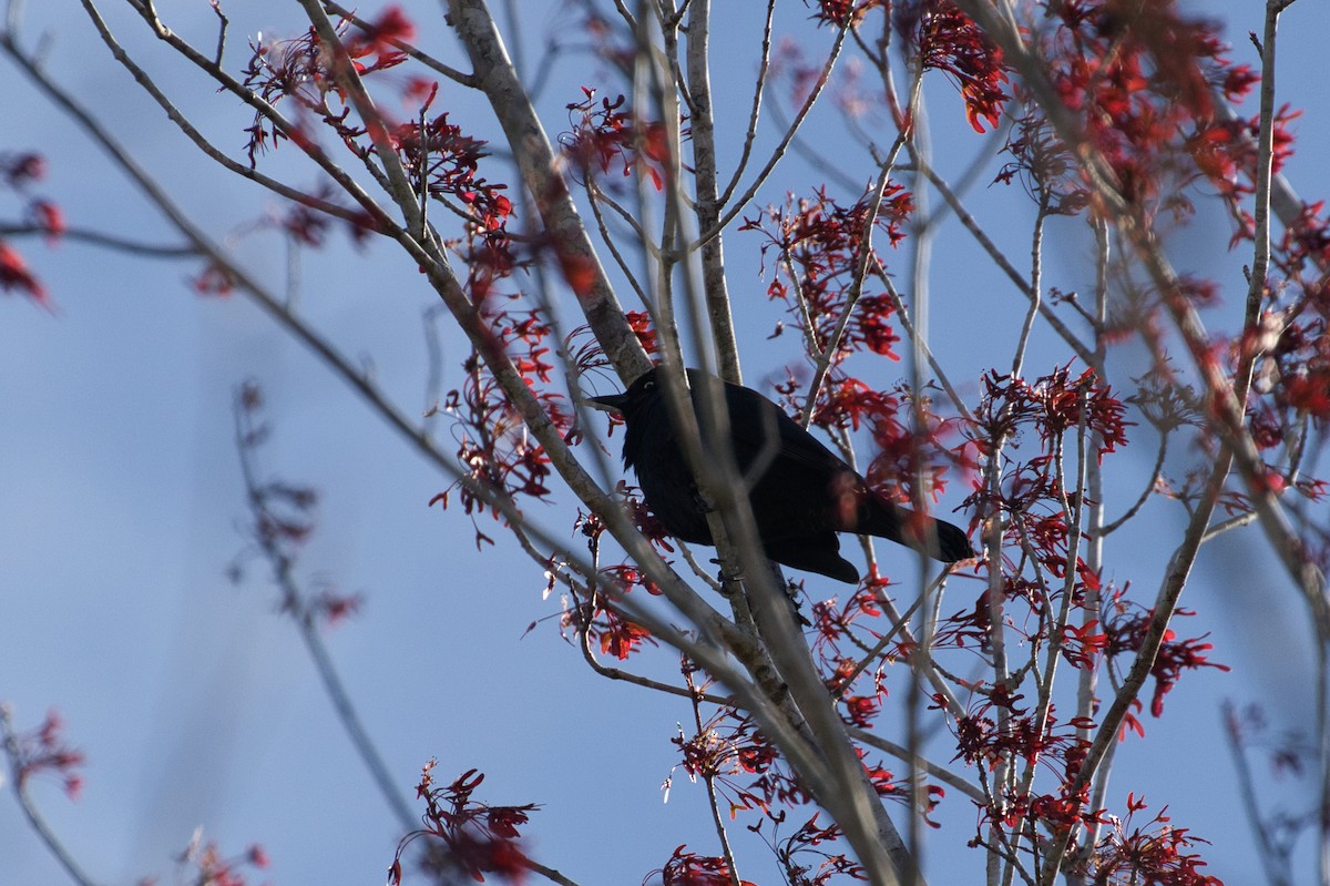 Rusty Blackbird - ML632637023