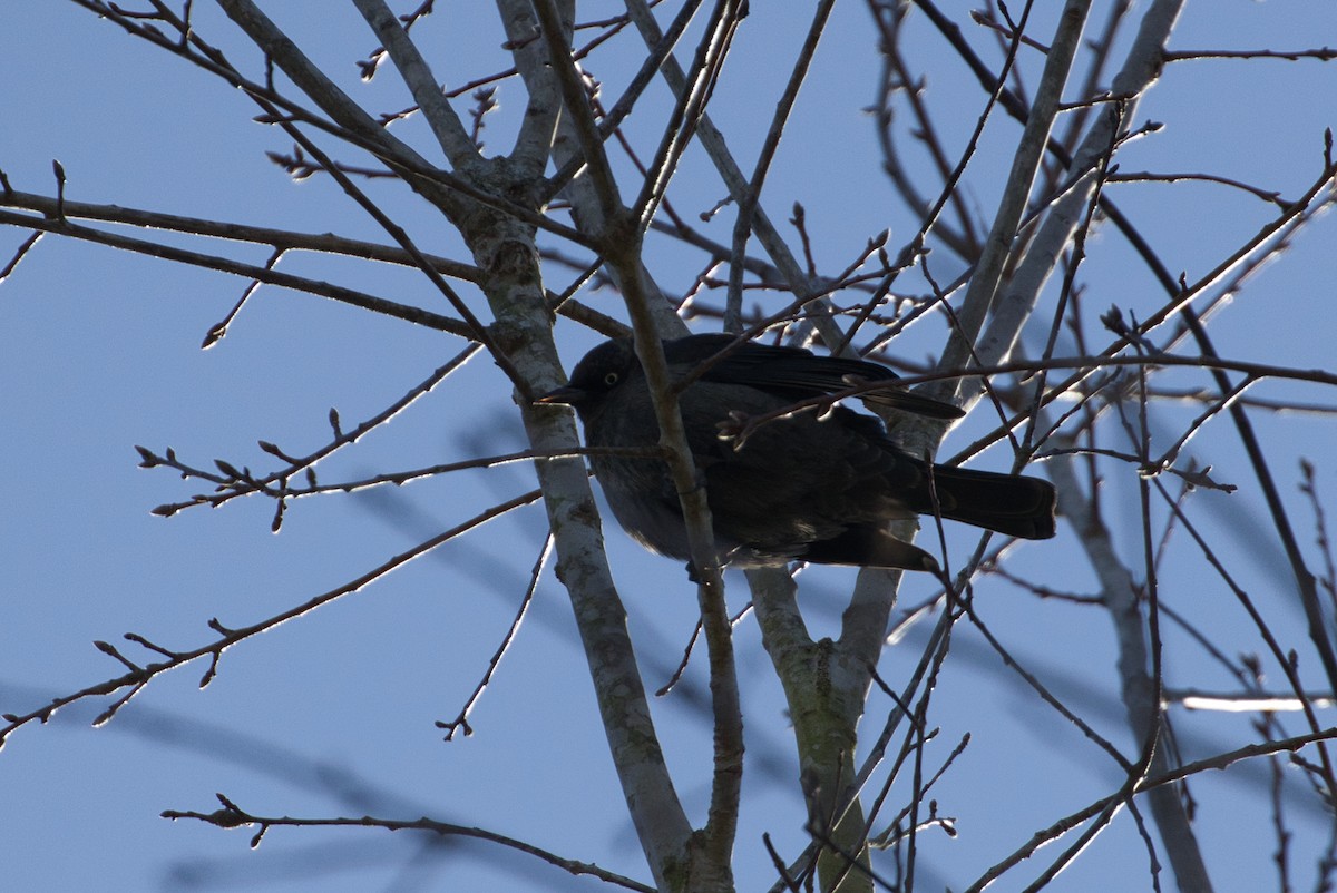 Rusty Blackbird - ML632637024